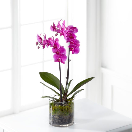 Pink Orchid Plant - S5290