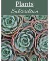 Business/Restaurant Floral or Plant Subscription