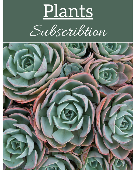 Business/Restaurant Floral or Plant Subscription